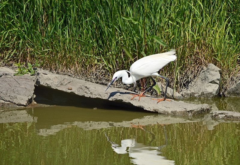 Little Egret - Hungary