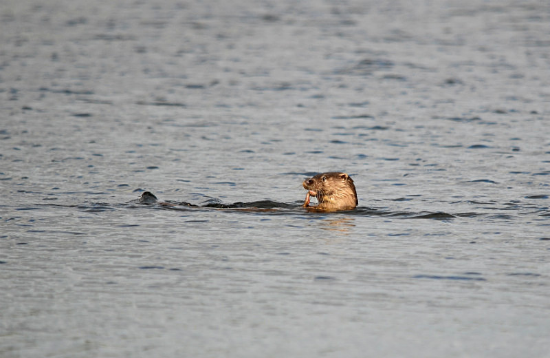 Otter - Otters