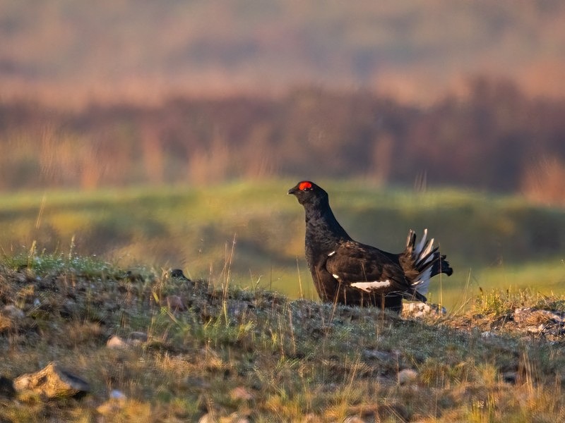 Black Grouse - Game birds