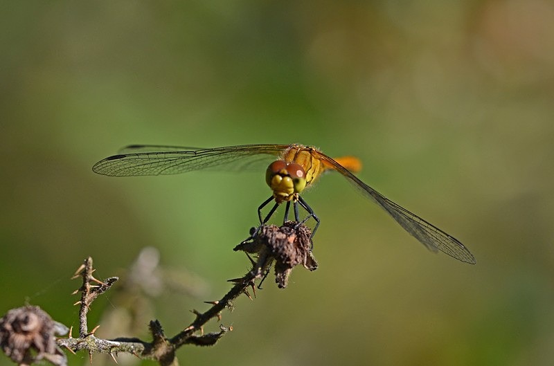 Ruddy Darter - Dragonflies and damselflies