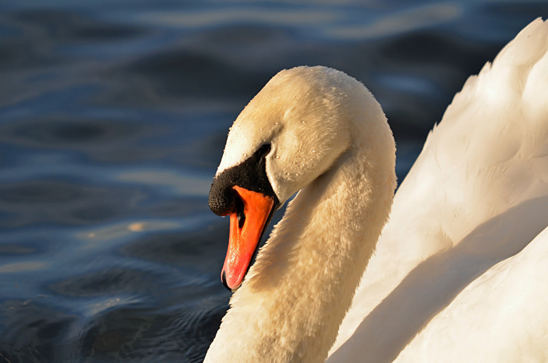 Mute Swan - Mute Swans