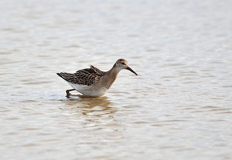 Ruff - Sandpipers