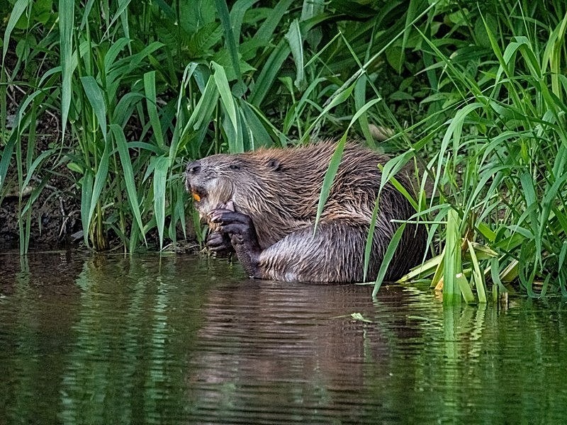 May 2022 - Eurasian Beaver - Photos of the month