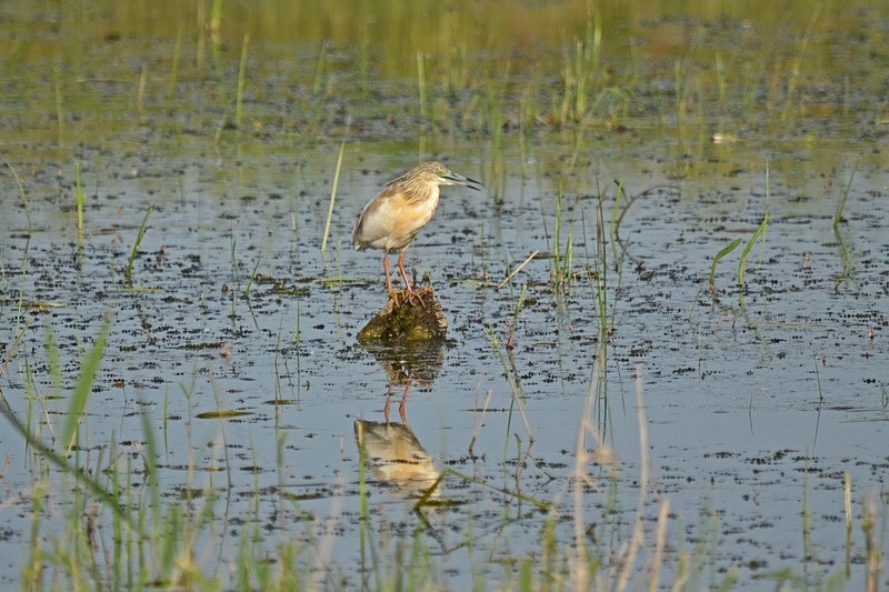 Squacco Heron - Hungary