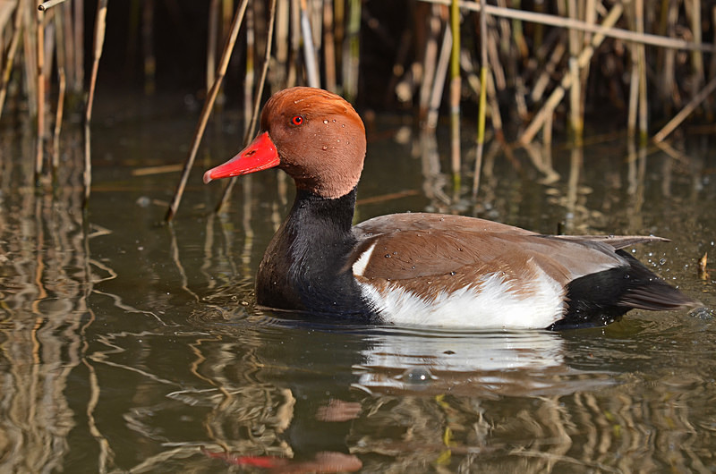 Red-crested Pochard - Diving ducks