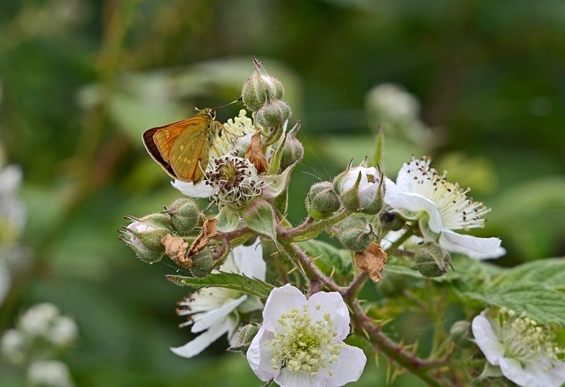 Large Skipper - Butterflies