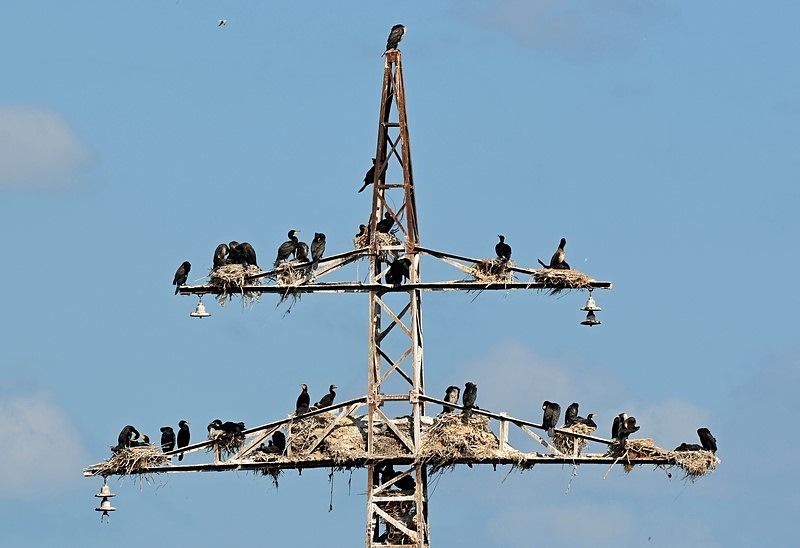 Cormorants - Bulgaria