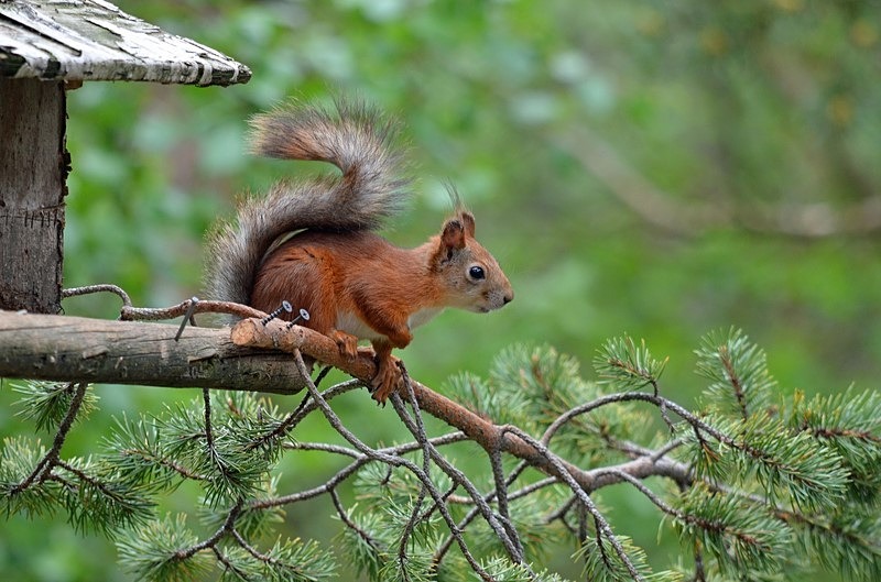 Red Squirrel - North Finland - part 1