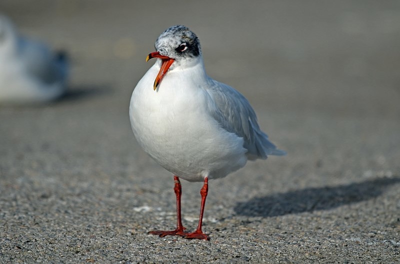 Mediterranean Gull - Gulls