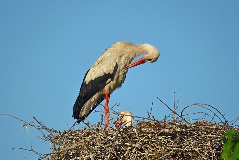 White Storks - North east Poland - May 2013