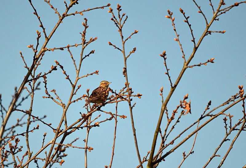 Woodlark - Larks