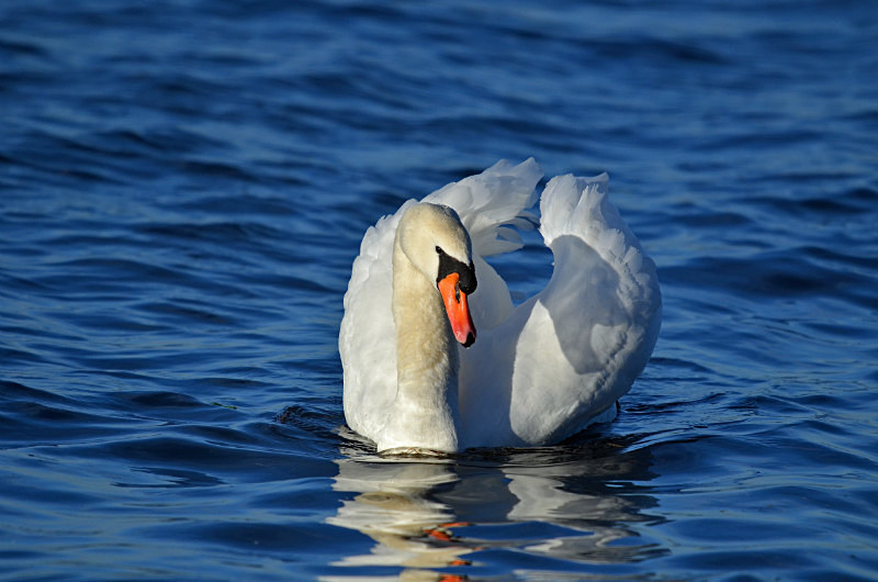 Mute Swan - Mute Swans