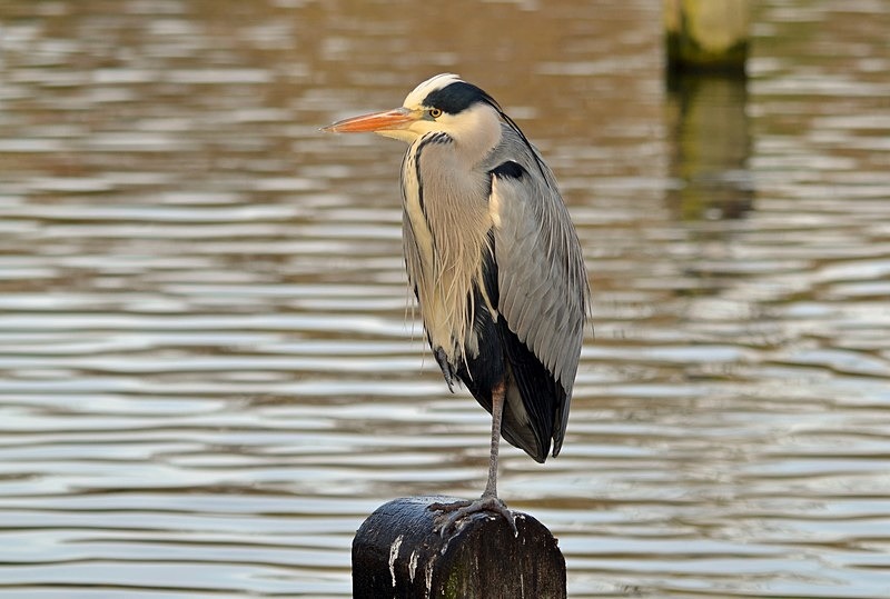 Grey Heron - Herons and egrets