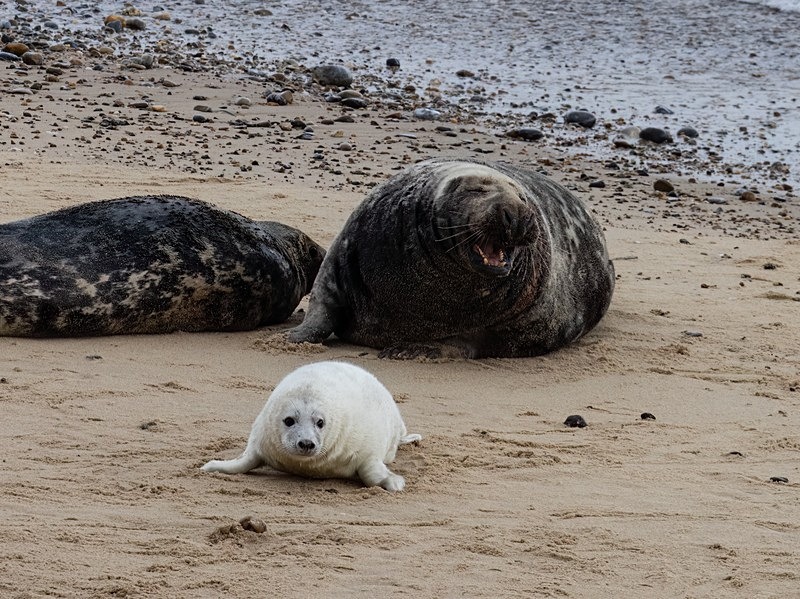 Atlantic Grey Seal - Atlantic Grey Seals