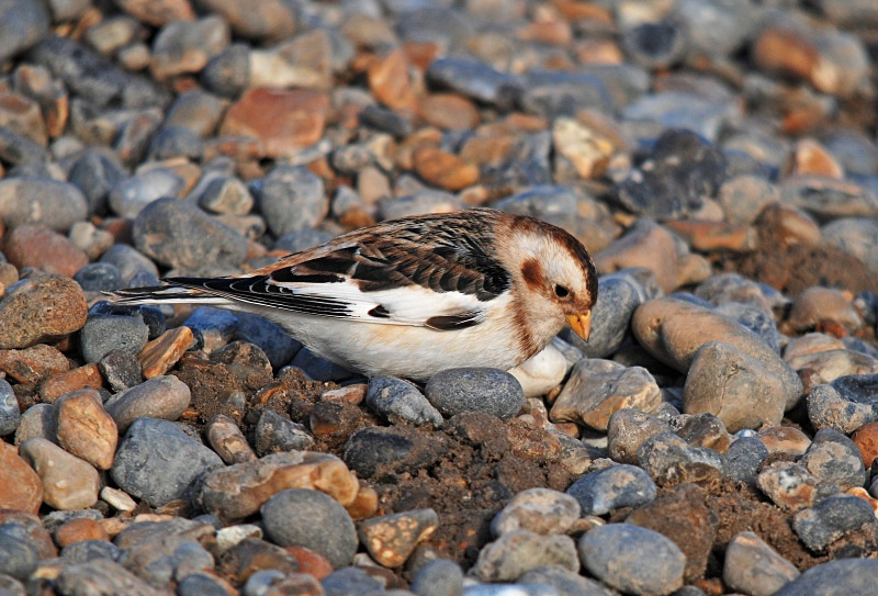 Snow Bunting - Buntings