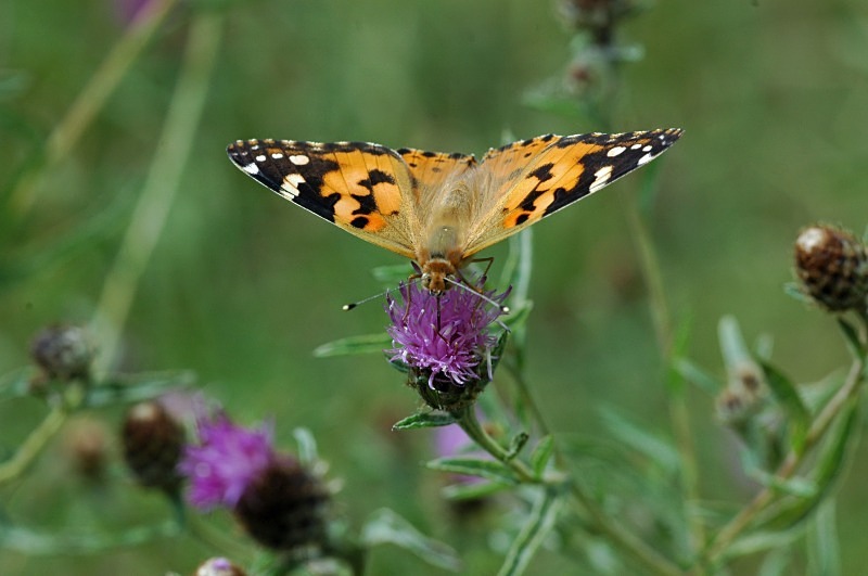 Painted Lady - Butterflies