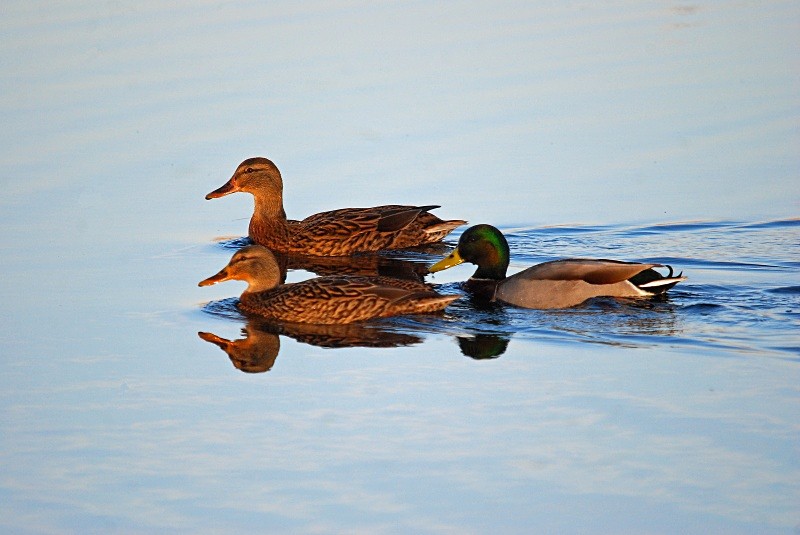 Mallards - Dabbling ducks