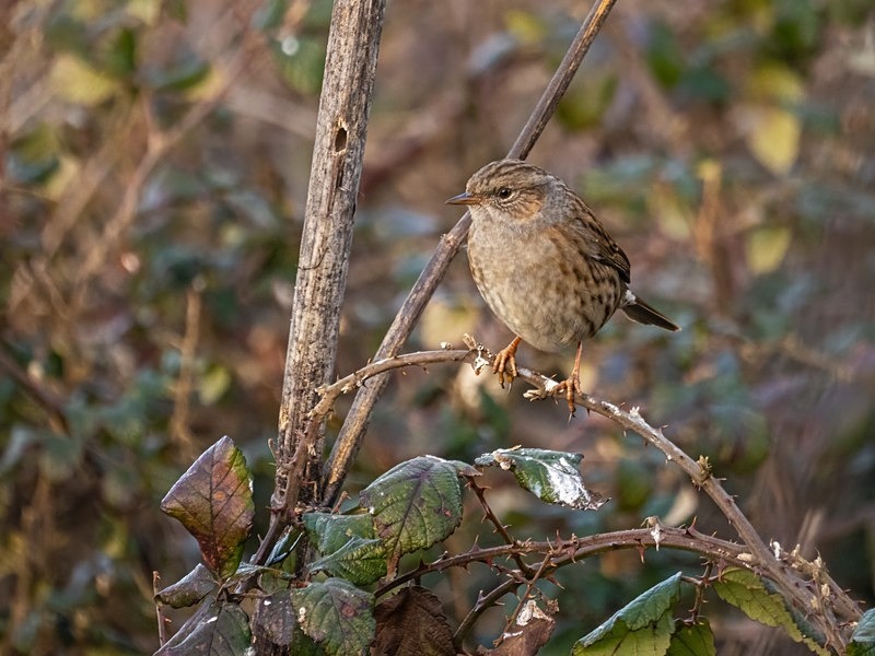 Dunnock - Dunnocks
