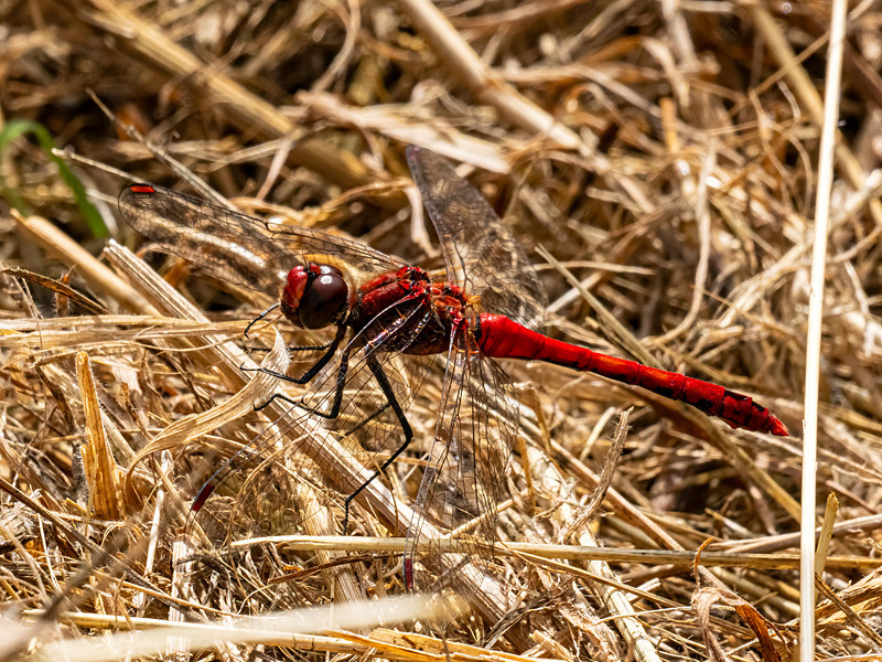 Ruddy Darter - Latest photos