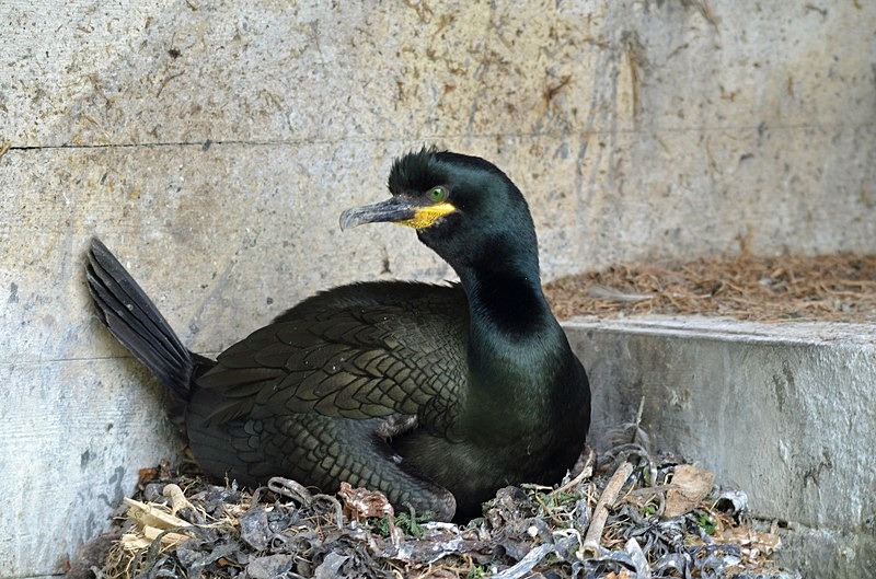 Shag - North Norway