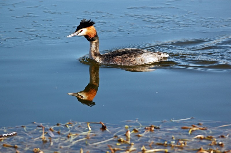 Great Crested Grebe - Grebes