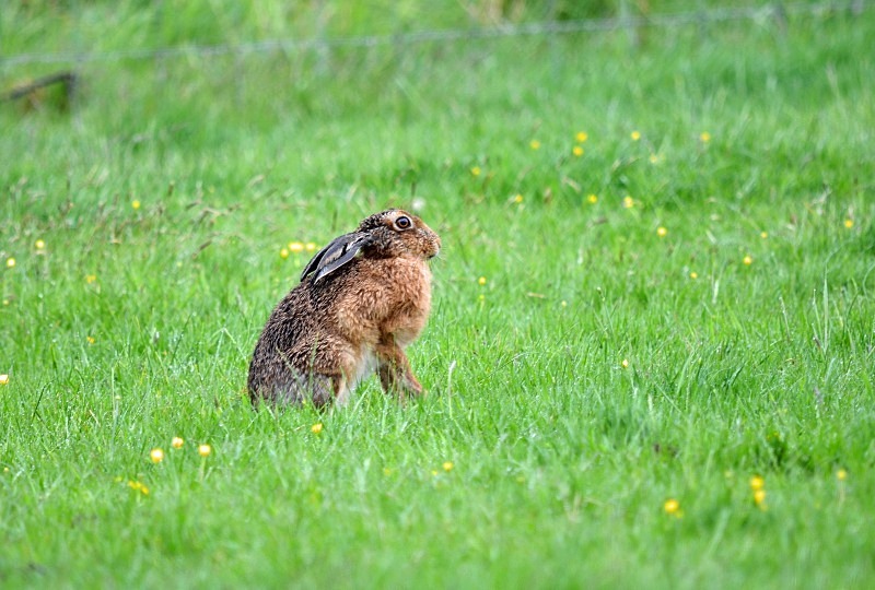 Brown Hare - Other mammals