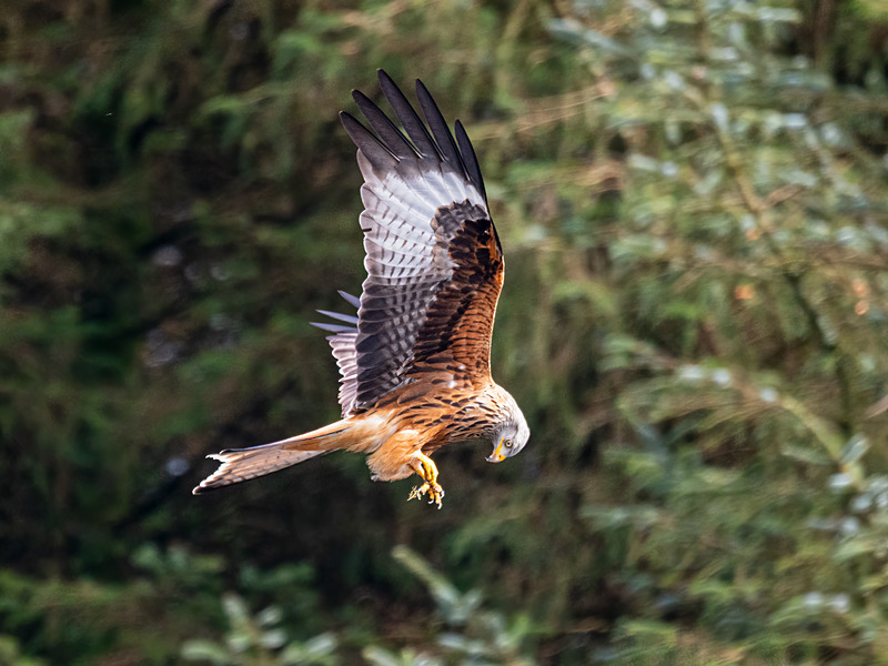 Red Kite - Latest photos