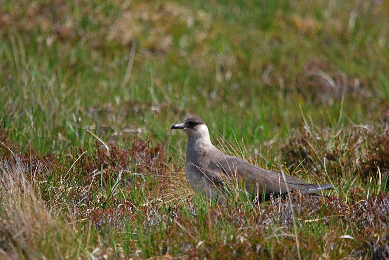 Arctic Skua - Skuas and shearwaters