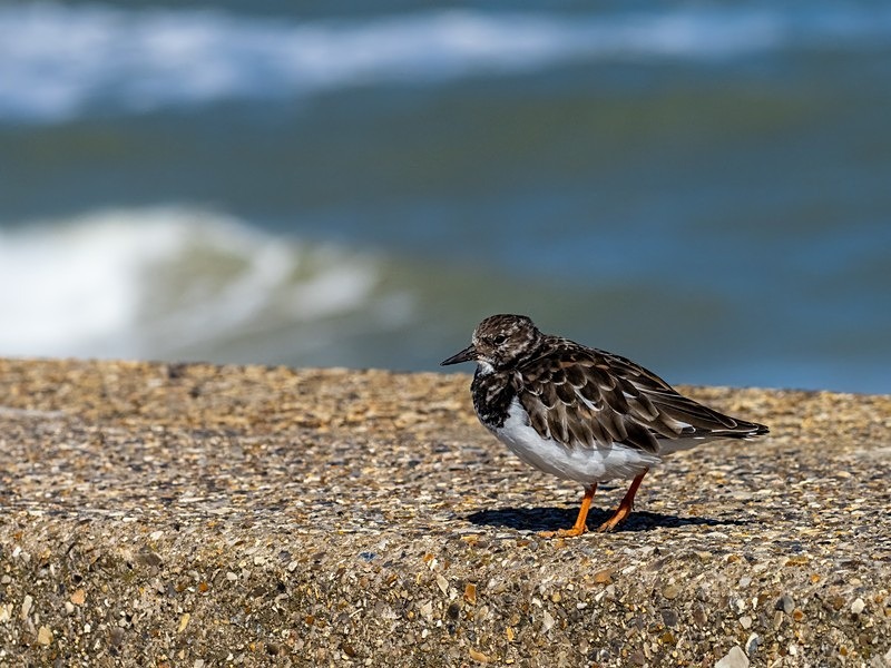 Turnstone - Sandpipers