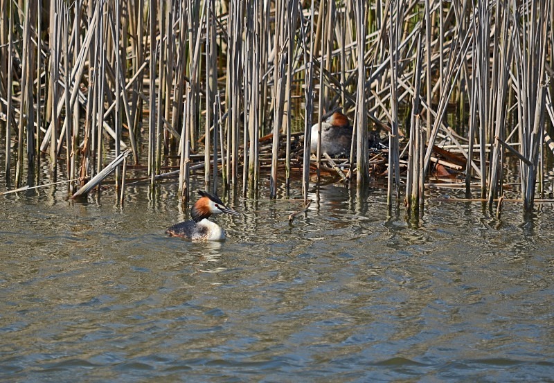 Great Crested Grebe - Grebes