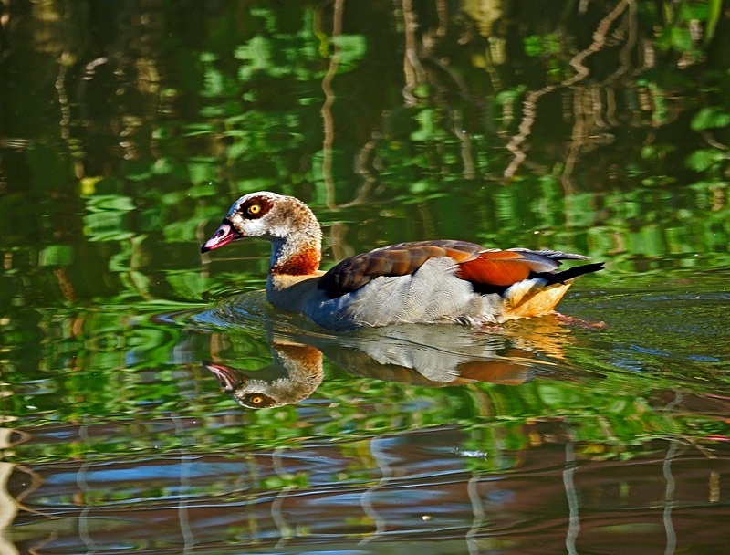 Egyptian Goose - Grey geese