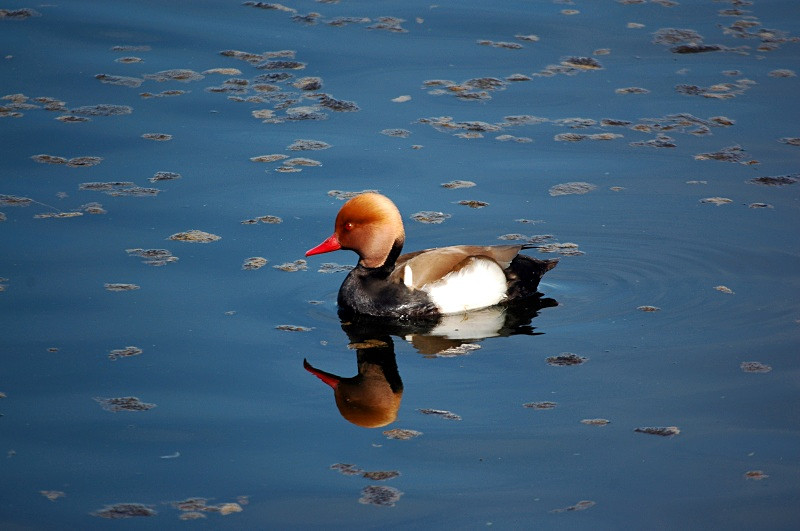 Red-crested Pochard - Diving ducks