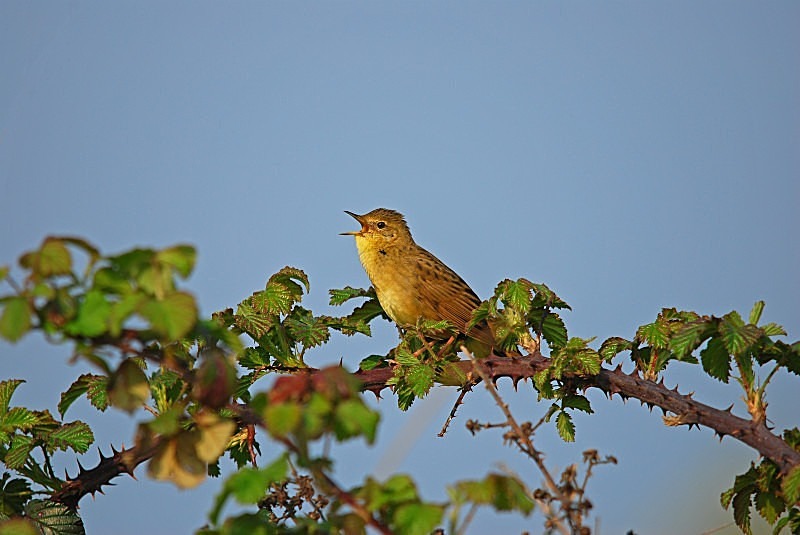 April 2011 - Grasshopper Warbler - Photos of the month