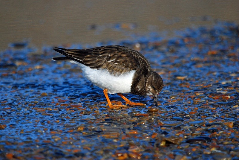 Turnstone - Sandpipers