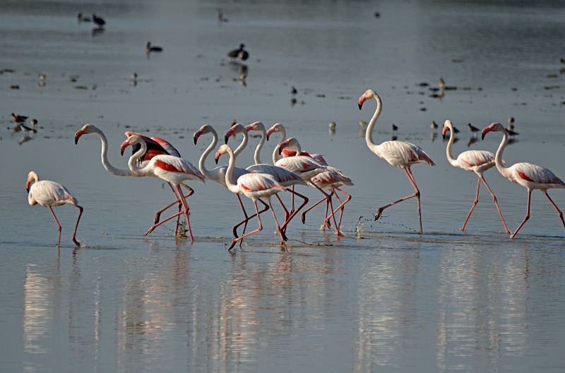 Greater Flamingos - South and west Spain - April and May 2012