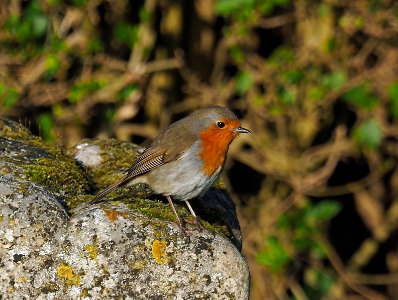 Robin - Robins