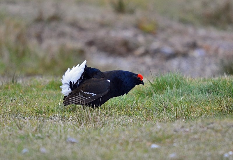 Black Grouse - Game birds