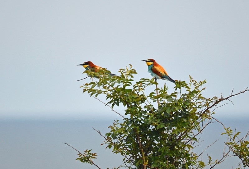 European Bee-eater - Bulgaria
