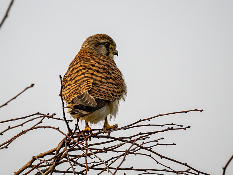 Kestrel - Latest photos