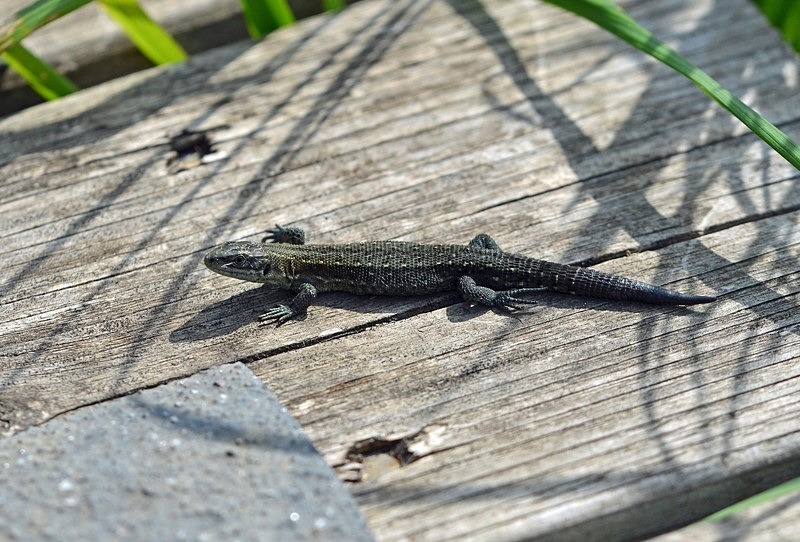 Common Lizard - Lizards