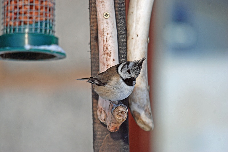 Crested Tit - Tits