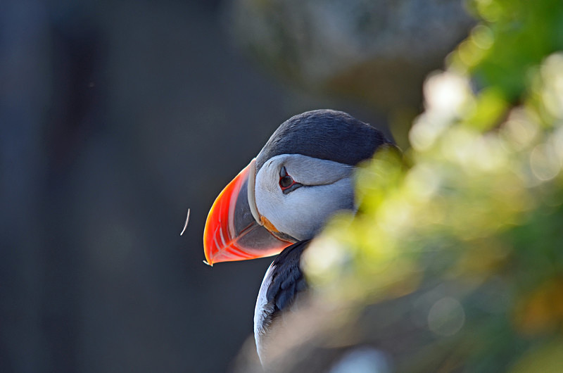 Puffin - Westfjords