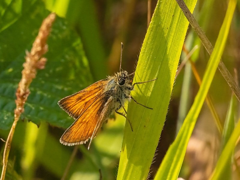 Small Skipper - Butterflies