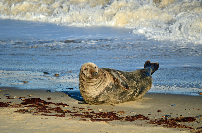 Atlantic Grey Seal - Atlantic Grey Seals