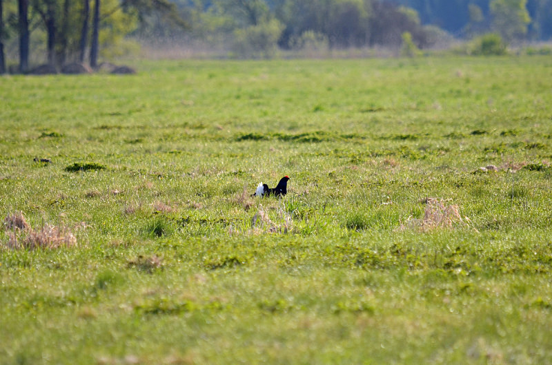 Black Grouse - Estonia