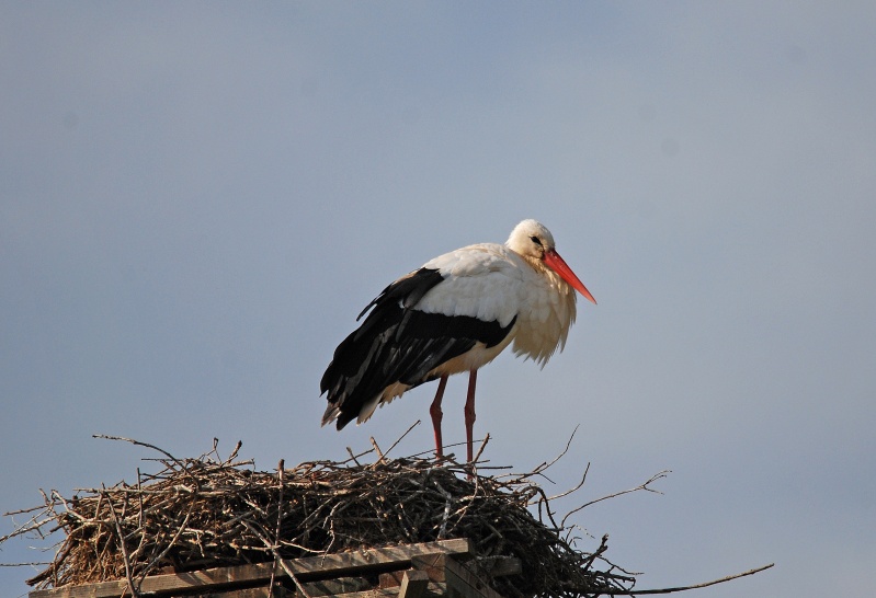 White Stork - Catalunya