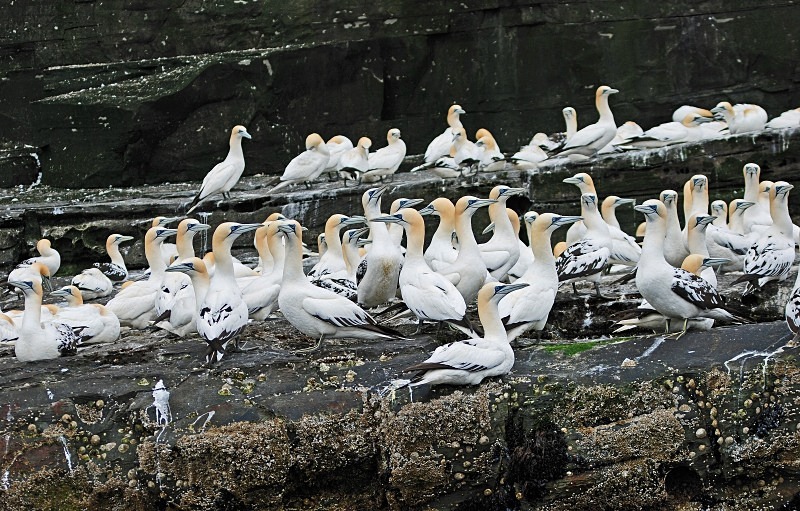 Gannets - Gannets