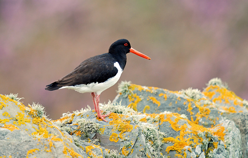 Oystercatcher - Oystercatchers