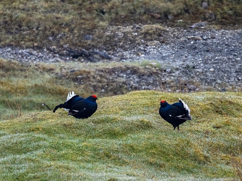 Black Grouse - Game birds