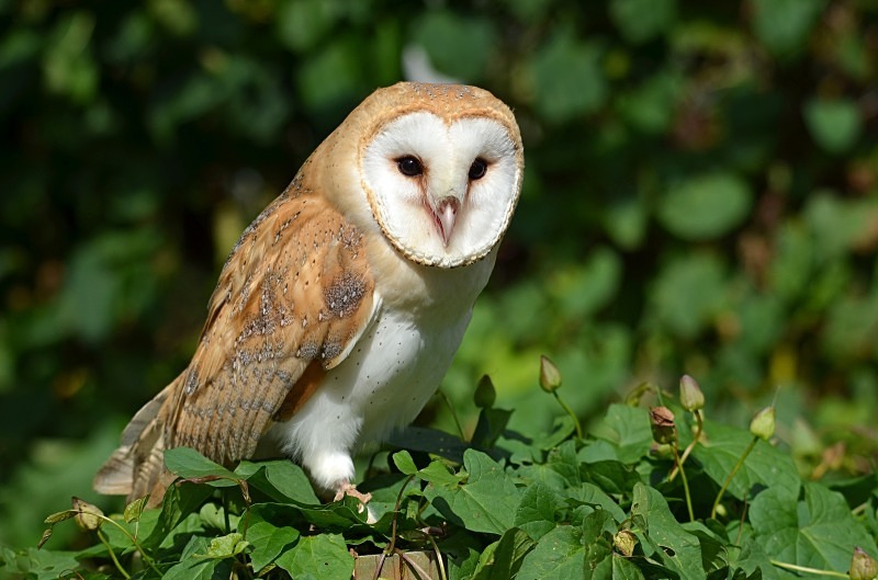 Barn Owl - Barn Owl